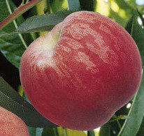 dixired oszi